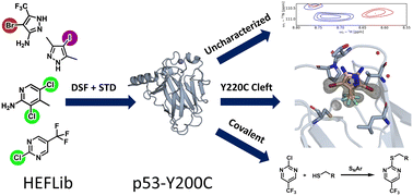 Graphical abstract: Revisiting a challenging p53 binding site: a diversity-optimized HEFLib reveals diverse binding modes in T-p53C-Y220C