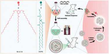 Graphical abstract: A PEG-lipid-free COVID-19 mRNA vaccine triggers robust immune responses in mice