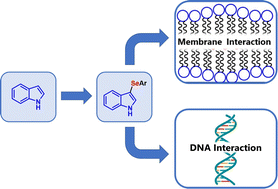 Graphical abstract: Selenylated indoles: synthesis, effects on lipid membrane properties and DNA cleavage