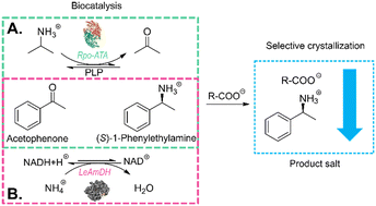 Graphical abstract: Crystallization-based downstream processing of ω-transaminase- and amine dehydrogenase-catalyzed reactions