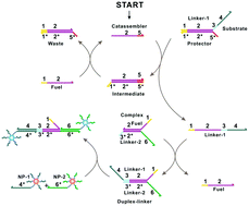 Graphical abstract: A rational design of a cascaded DNA circuit for nanoparticle assembly and its application in the discrimination of single-base changes