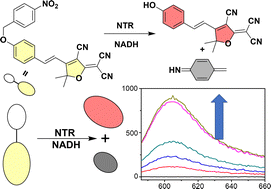 Graphical abstract: A TCF-based fluorescent probe to determine nitroreductase (NTR) activity for a broad-spectrum of bacterial species