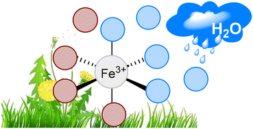 Graphical abstract: A survey of the iron ligand-to-metal charge transfer chemistry in water