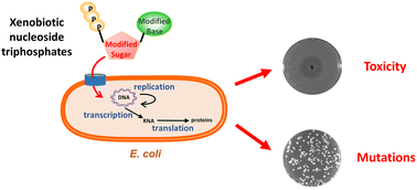 Graphical abstract: A microbiological system for screening the interference of XNA monomers with DNA and RNA metabolism