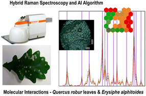 Graphical abstract: Vibrational spectroscopic profiling of biomolecular interactions between oak powdery mildew and oak leaves