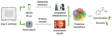 Graphical abstract: LC-MS-based untargeted metabolomics reveals benzoic acid as a predictive biomarker for embryo implantation potential