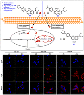 Graphical abstract: A remarkable membrane-permeable fluorescent probe for real-time imaging of mitochondrial SO2 with high fidelity during ferroptosis