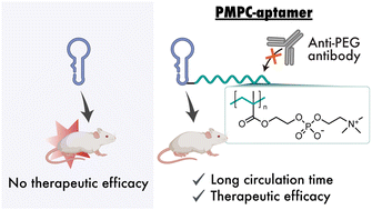 Graphical abstract: Zwitterionic polymer with minimal reactivity against PEG antibodies to enhance the therapeutic effects of cytokine-targeting DNA aptamer