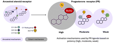 Graphical abstract: Ancient and modern mechanisms compete in progesterone receptor activation