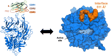 Graphical abstract: Cryo-electron microscopy reveals a single domain antibody with a unique binding epitope on fibroblast activation protein alpha