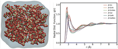Graphical abstract: Polarizable AMOEBA force field predicts thin and dense hydration layer around monosaccharides