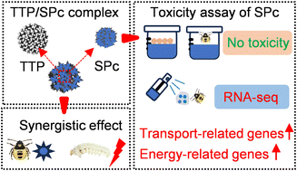 Graphical abstract: Construction of a nontoxic nano-pesticide and its co-application with natural predators for perfect cooperative pest management: an innovative strategy for pesticide reduction