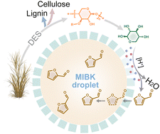 Graphical abstract: Deep eutectic solvent-based microextraction system for simultaneous lignocellulose fractionation and furfural production
