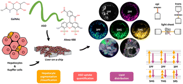 Graphical abstract: Multimodal imaging of a liver-on-a-chip model using labelled and label-free optical microscopy techniques