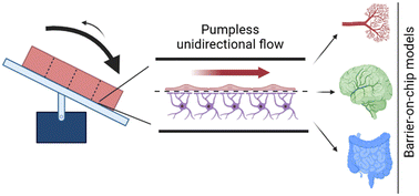Graphical abstract: A pumpless microfluidic co-culture system to model the effects of shear flow on biological barriers