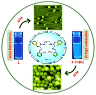 Graphical abstract: Salicylaldimine-functionalized l-phenylalanine-based pseudopeptides: zinc-instructed conformational tuning of self-assembled nanostructures