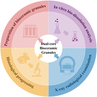 Graphical abstract: Dual-core-component multiphasic bioceramic granules with selective-area porous structures facilitating bone tissue regeneration and repair