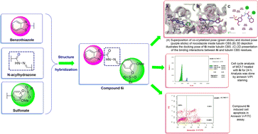 Graphical abstract: Design, synthesis, molecular docking and anticancer activity of benzothiazolecarbohydrazide–sulfonate conjugates: insights into ROS-induced DNA damage and tubulin polymerization inhibition