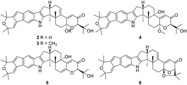 Graphical abstract: Shearinines U–Y, indole diterpenoids from an entomogenous fungus, Penicillium sp.