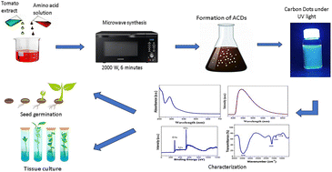 Graphical abstract: Amino acid assisted synthesis of CDs: a novel paradigm in plant tissue culture media for enhanced cellular effects and biotechnological advancements