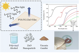 Graphical abstract: Synergistic effects of Uncaria gambir and zinc oxide in polyvinyl alcohol films for enhanced UV and blue light shielding, antimicrobial properties, and hydrophobicity: improving application performance in sustainable packaging and protective eyewear