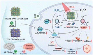 Graphical abstract: Inhibition of the cGAS–STING pathway via an endogenous copper ion-responsive covalent organic framework nanozyme for Alzheimer's disease treatment