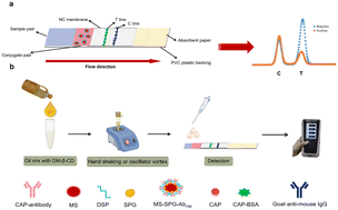 Graphical abstract: Non-organic solvent extraction of capsaicinoids from oil combined with fluorescent lateral flow immunoassay strips for on-site identification of illegally recycled waste cooking oil