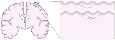 Graphical abstract: Axonal tension contributes to consistent fold placement