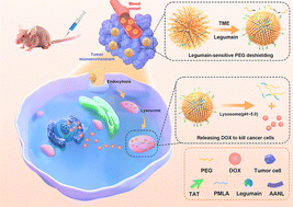 Graphical abstract: Enzyme/pH-sensitive nanoparticles based on poly(β-l-malic acid) for drug delivery with enhanced endocytosis