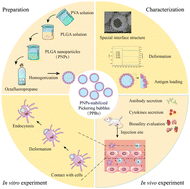 Graphical abstract: Flexible deformation and special interface structure in nanoparticle-stabilized Pickering bubbles strengthen the immunological response as adjuvant