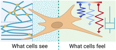 Graphical abstract: Revisiting the biophysical aspects of extracellular-matrix-mimicking hydrogels: what cells see vs. what cells feel