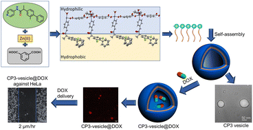Graphical abstract: Developing a Zn(ii)-metallovesicle for loading and delivering doxorubicin to kill cancer cells—a multi-drug delivery system