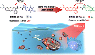 Graphical abstract: A PET-activated photosensitizer based on ROS-sensitive Trolox for tumor microenvironment-responsive imaging and therapy