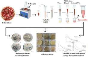 Graphical abstract: Evaluation of condensed tannins from coffee pulp (Coffea arabica) as a natural preservative: study in a model food