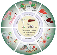Graphical abstract: Illuminating liver fibrosis: recent progress in the design and applications of highly sensitive fluorescent probes