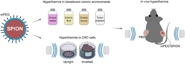 Graphical abstract: Flame-made nanoparticles for magnetic hyperthermia and MRI in colorectal cancer theranostics