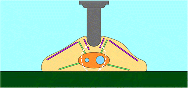 Graphical abstract: Evidence of the bottom stiffness effect on atomic force microscopy-based cell mechanobiology
