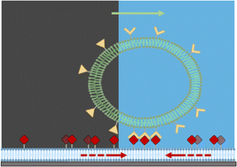 Graphical abstract: Design rules for adhesion-driven synthetic cell motility on dynamic membranes