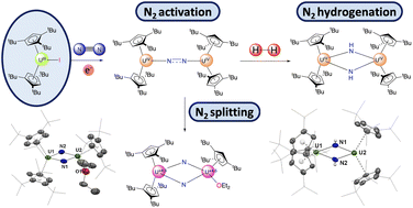 Graphical abstract: Room temperature dinitrogen cleavage and hydrogenation with organometallic complexes of uranium