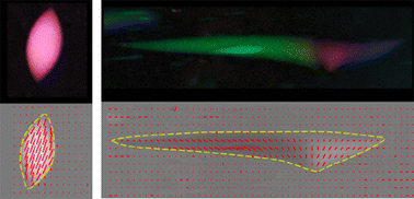 Graphical abstract: Double symmetry breaking in filamentous colloidal tactoids