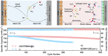 Graphical abstract: N,N-Dimethylacrylamide-mediated composite artificial solid electrolyte interphase for long-cycling lithium metal batteries