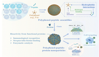 Graphical abstract: Polyphenol-mediated assembly of peptides for engineering functional materials