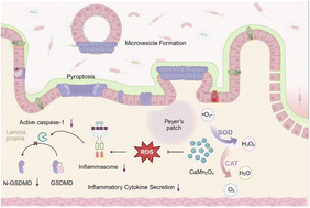 Graphical abstract: A calcium manganese-based pancatalytic nanozyme as a cell pyroptosis inhibitor for efficient inflammatory bowel disease treatment