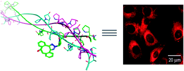 Graphical abstract: Collagen labelling with an azide-proline chemical reporter in live cells