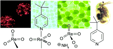 Graphical abstract: Preliminary toxicity and ecotoxicity assessment of methyltrioxorhenium and its derivatives