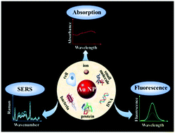 Graphical abstract: Gold nanoparticles as sensitive optical probes