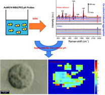 Graphical abstract: Highly stable SERS pH nanoprobes produced by co-solvent controlled AuNP aggregation