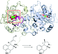 Graphical abstract: Structural characterization of EasH (Aspergillus japonicus) – an oxidase involved in cycloclavine biosynthesis