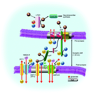 Graphical abstract: Cross talk between neurometals and amyloidogenic proteins at the synapse and the pathogenesis of neurodegenerative diseases