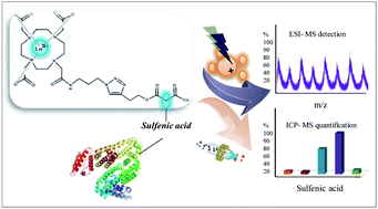 Graphical abstract: Detection of sulfenic acid in intact proteins by mass spectrometric techniques: application to serum samples